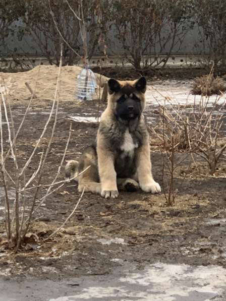 Акита в Ростове-на-Дону фото 98
