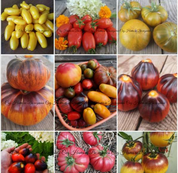 Семена сортовых томатов в фото 3