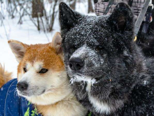 Шикарные щенки акиты в Челябинске фото 3