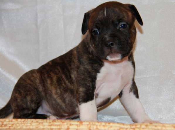 Высокопородные детки Амстаффа в Москве