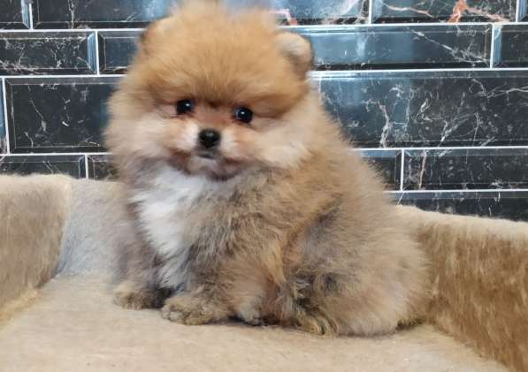 Pomeranian spitz. Boy