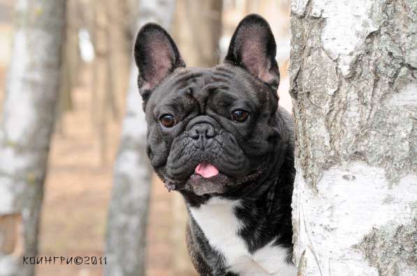 ЩЕНКИ ФРАНЦУЗСКОГО БУЛЬДОГА в Волгограде фото 3