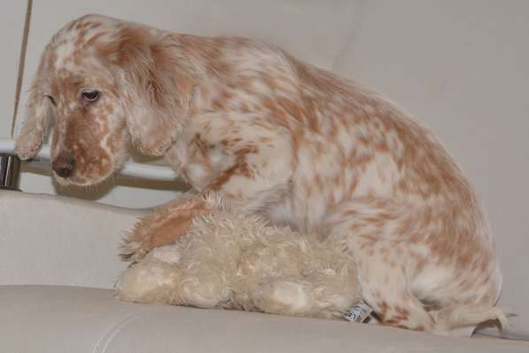 Английский сеттер щенки из элитного питомника в Москве фото 127