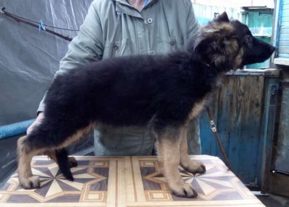 Щенок немецкой овчарки из питомника Вансед в Краснодаре фото 9