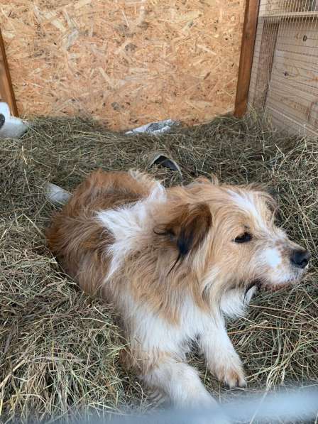 Чарлик хочет домой в Москве фото 11