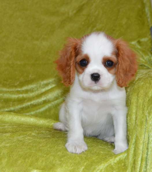 Продается щенок кавалер кинг чарльз спаниеля в Калининграде фото 6