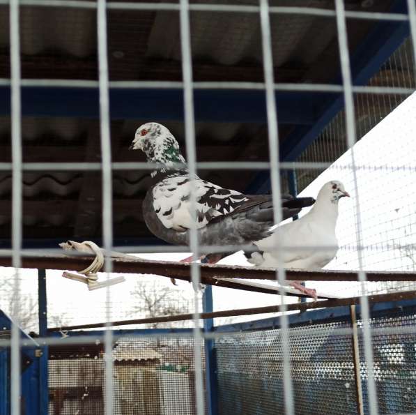 Голуби Кинги в фото 5