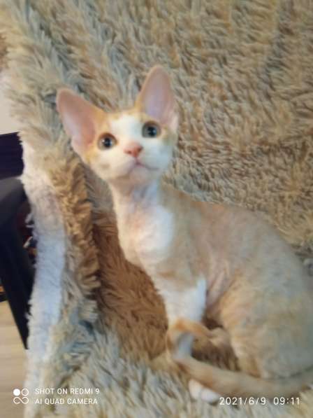 Девон Рекс Мальчики в Москве фото 4