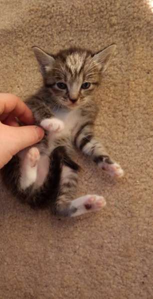 Элитная Бенгальские Снежный барс котятки в Санкт-Петербурге фото 58