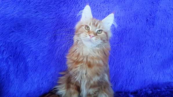 Красотка кремового солидного окраса из питомника Arktur в Тюмени фото 19