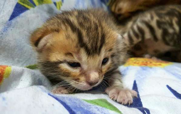Бенгальские котята, шикарная кошечка, документы WCF, питомн в фото 20
