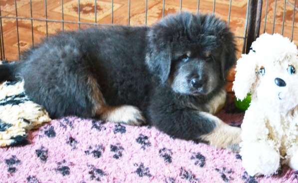 Тибетский мастиф - лучший страж на территории в Москве фото 50