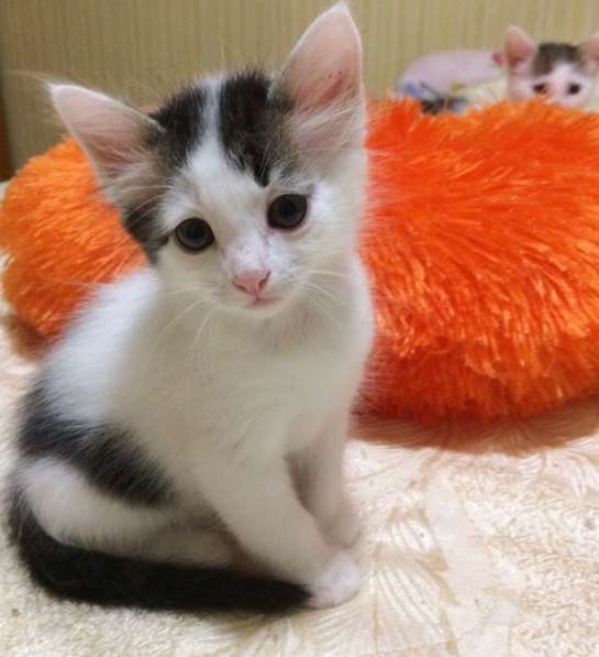 Эльза ждет хозяина в Ульяновске фото 13