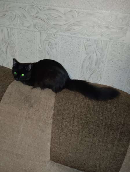 Отдам черного котенка в Красноярске