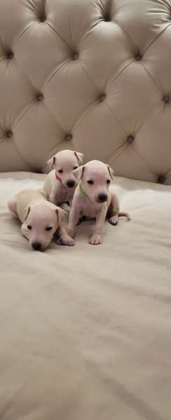 Левретка. Щенок. От супер-титулованной папы. Уникальных окра в Саратове фото 11