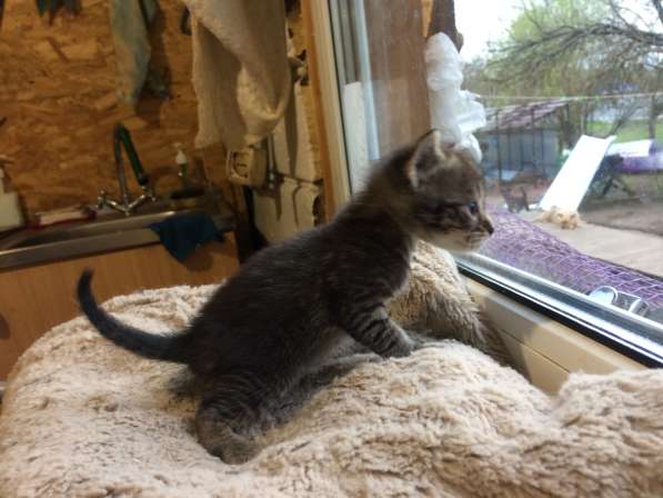 Котёнок в Егорьевске