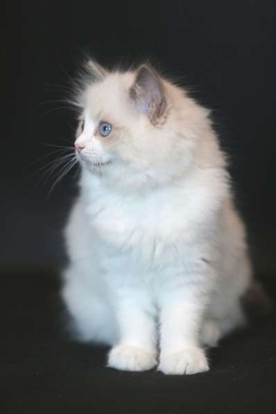 Котята рэгдолл в Санкт-Петербурге фото 5