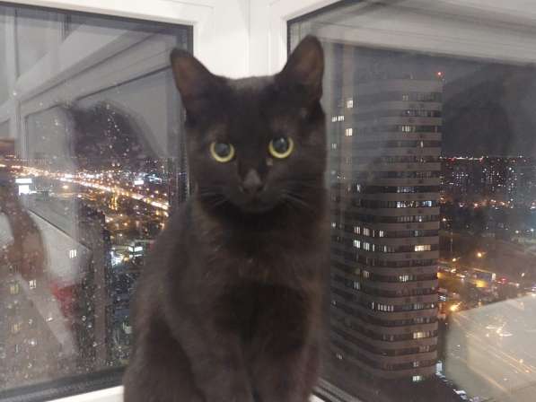 Кошка Чёрная Мамба ищет дом в Химках фото 10