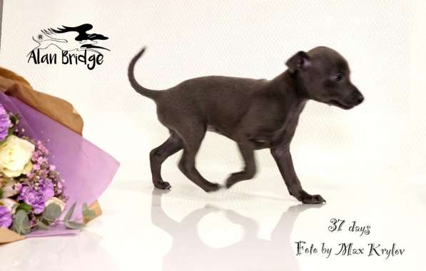 Piccolo levriero italiano в Москве фото 5