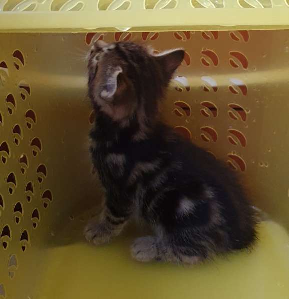 Курильчата в Саранске фото 3