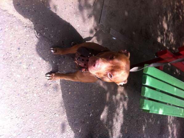 Кобель Питбуль. Для вязки в Краснодаре фото 6