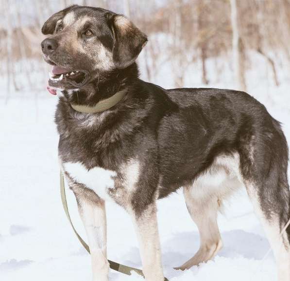 Джек ищет дом! в Москве фото 17