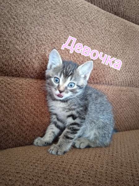 Котята в Старом Осколе фото 8
