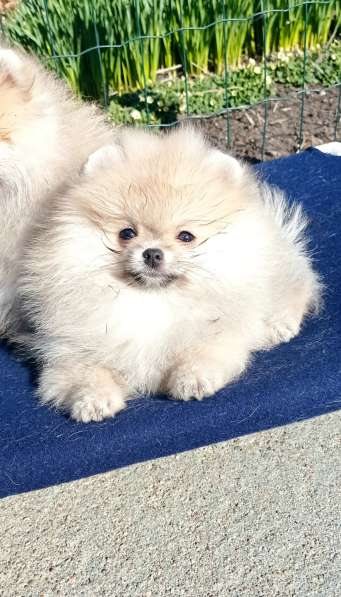 Щенки шпиц в Калининграде фото 9