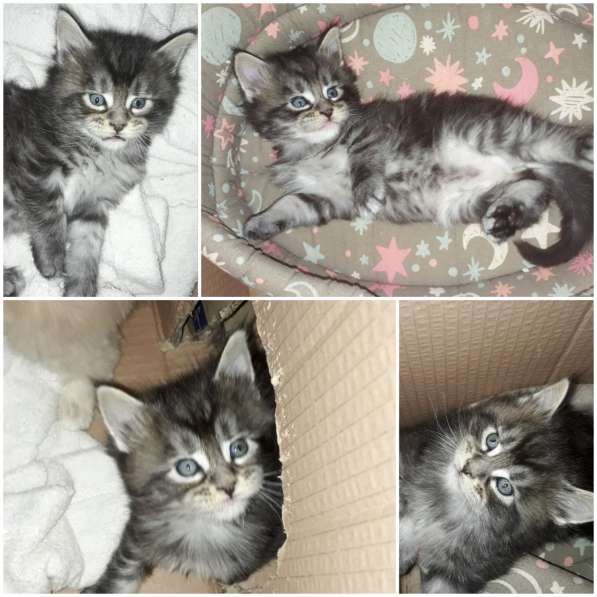 Котята Мейн-кун метисы в Наро-Фоминске фото 28