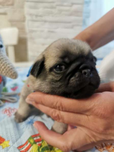 Щенки мопса в Новосибирске фото 5