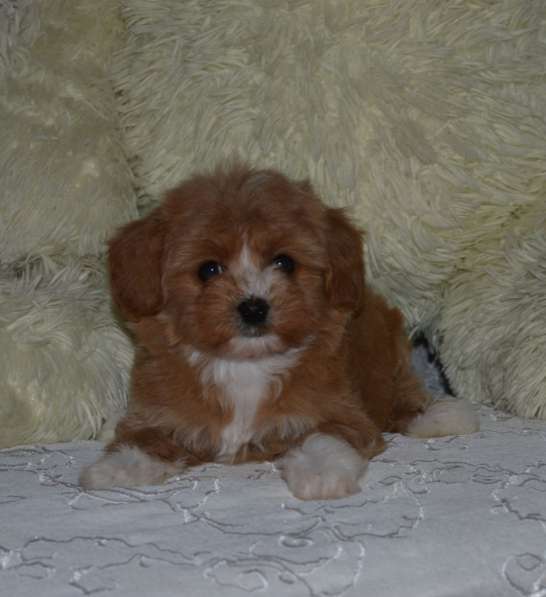 Мальтипу F - 1