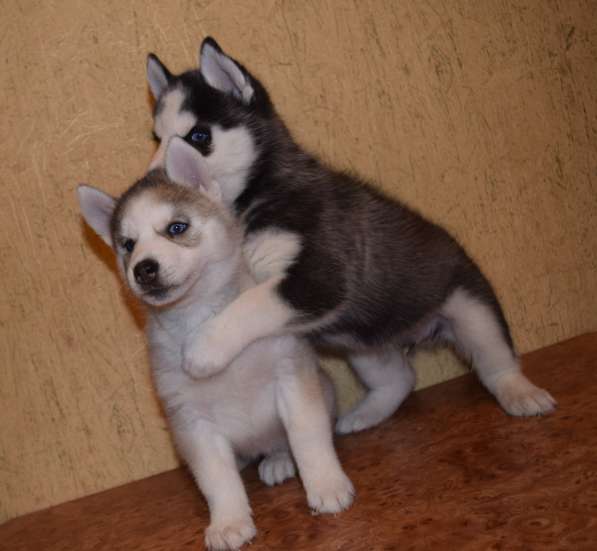 Замечательная девочка хаски. РКФ в Санкт-Петербурге фото 6