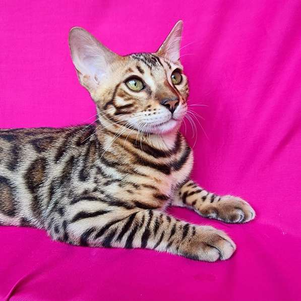Продается чистокровный бенгальский котенок в фото 5
