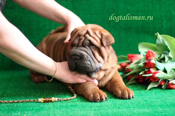 Щенки Шарпея