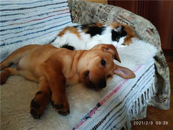 Очаровательный малыш Лёлик ищет дом в Москве фото 3