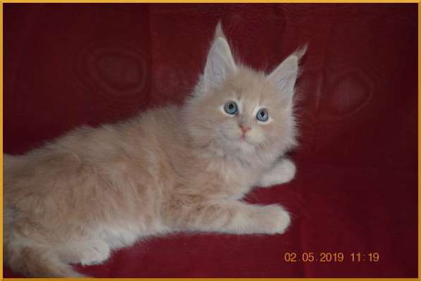 Великолепные котята мейн-кун из питомника в Волгограде фото 246