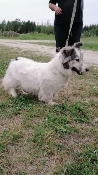 Маленькая пушистая и очень ласковая собачка в Санкт-Петербурге фото 15