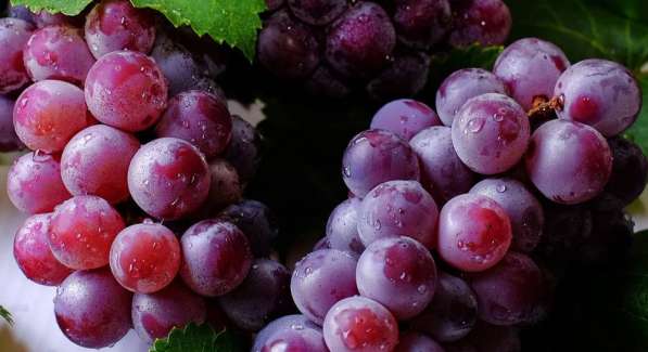 Саженцы лучших сортов винограда в Воронеже