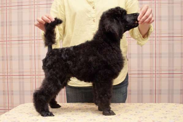 Щенки королевского (большого) пуделя в Москве