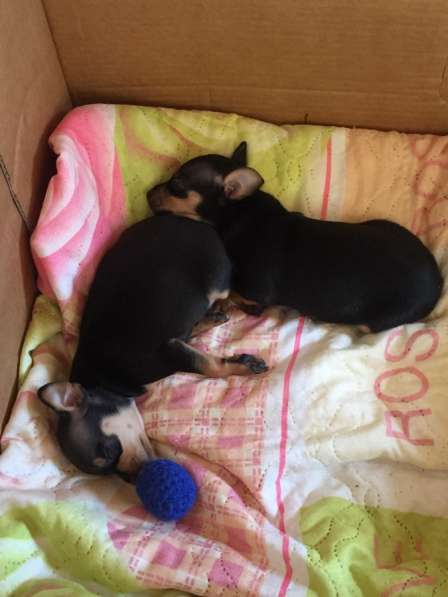 Щенок той терьер в Москве фото 8