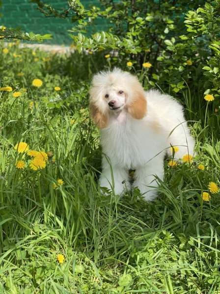 Пудель в Москве фото 5