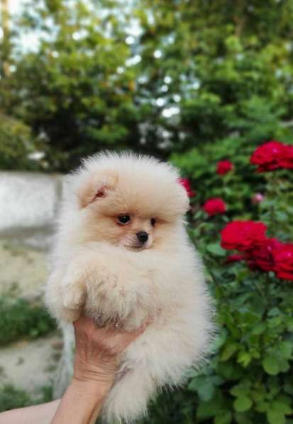 Щенки Померанского Шпица в Кирове