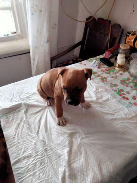 Щенки АМстафа в Москве фото 5