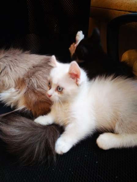 Котята манчкины мальчик и девочка в Москве фото 7