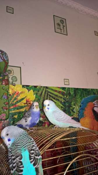 Волнистые попугаи-От Заводчика в Москве фото 5