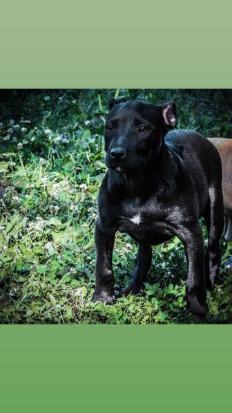 Pitbull terrier Grand Champ Jeep ROM в фото 3