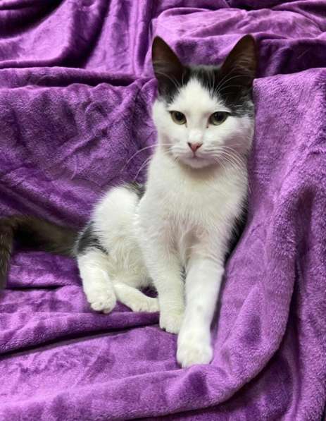 Котенок мальчик в Краснодаре фото 11