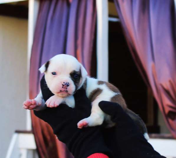 Американские бульдоги в Москве фото 4