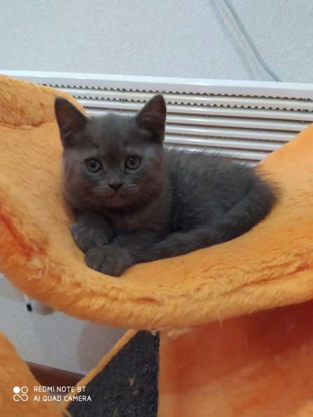 Шотландская кошечка в Кирово-Чепецке фото 7