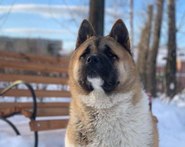 Акита в Ростове-на-Дону фото 38